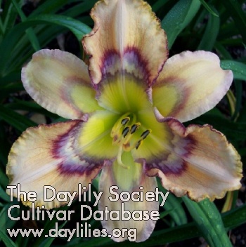 Daylily Affirmative