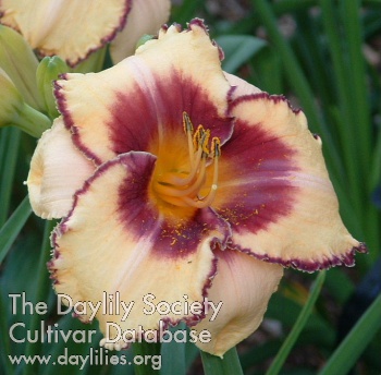 Daylily Alaqua