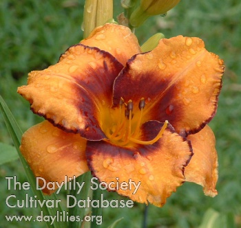 Daylily All American Tiger
