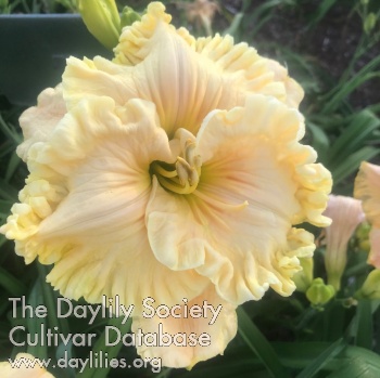 Daylily Ancient Fables