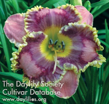 Daylily Antigua Isle