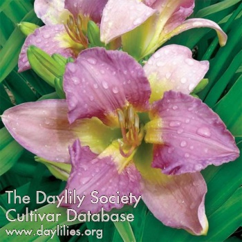 Daylily Aqua Tech