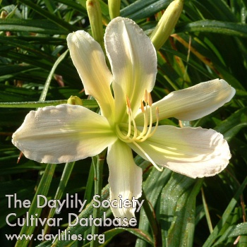 Daylily Asterisk