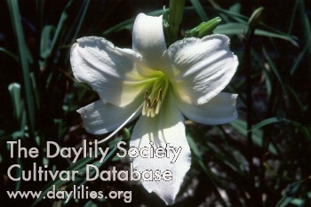 Daylily Astolat