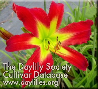 Daylily Atomic Inferno