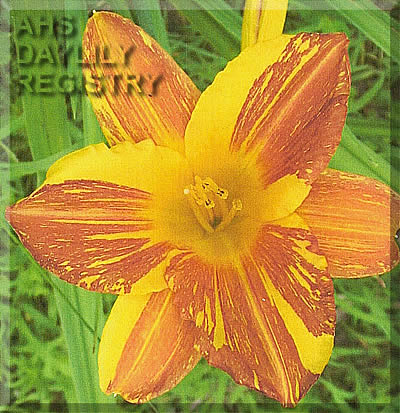 Daylily Augie's Unique Beauty