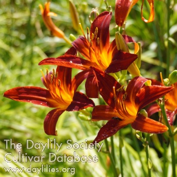 Daylily Autumn Red