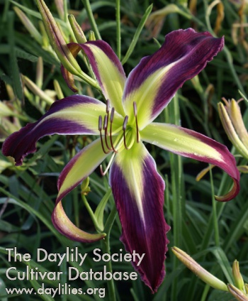 Daylily Awesome Butterfly