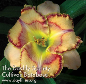 Daylily Aztec Art