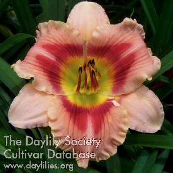 Daylily Abstract Geometry