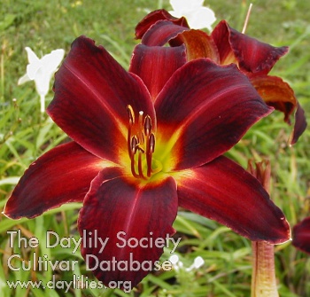 Daylily Arriba