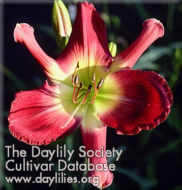 Daylily Art Gallery Quilling