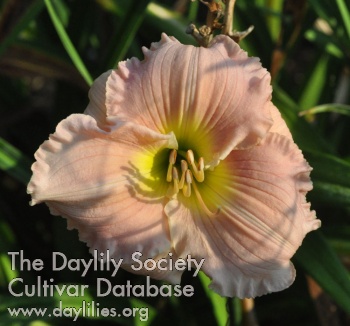 Daylily Barbara Mitchell