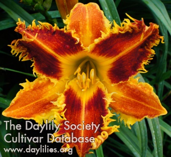 Daylily Beastman