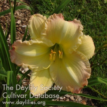 Daylily Beautiful Edgings