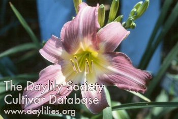 Daylily Bejeweled
