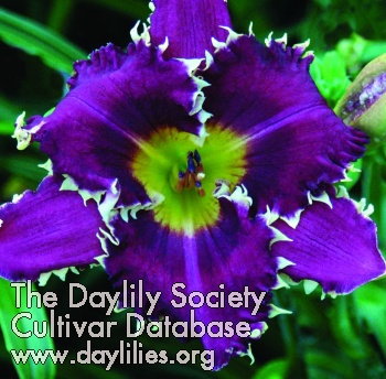 Daylily Bengali