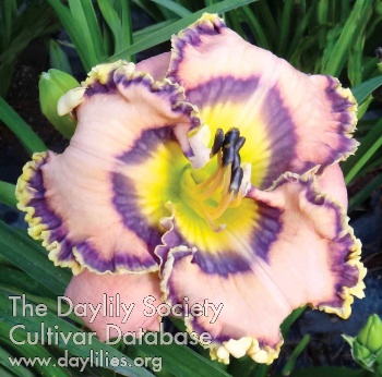 Daylily Best Bet