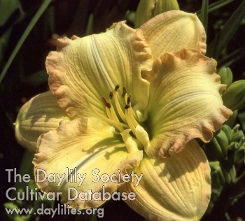 Daylily Big Smile