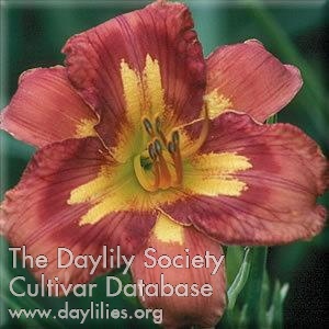 Daylily Bizarre Behavior