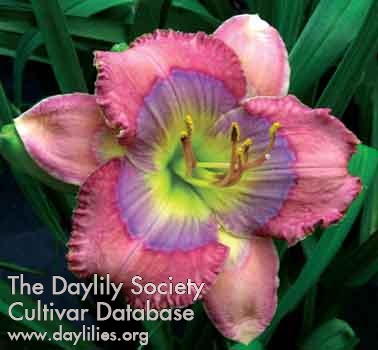Daylily Blue Pearl