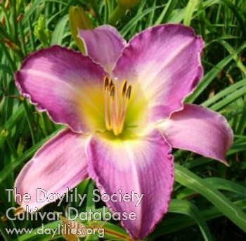 Daylily Blue Nile