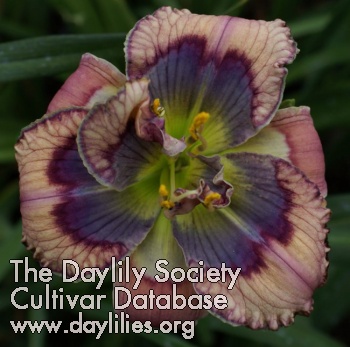 Daylily Blue Beetle