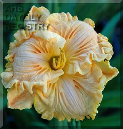 Daylily Bonnie Holley