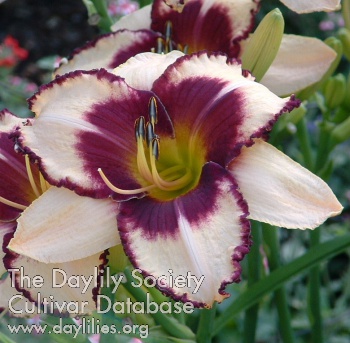 Daylily Border Lord