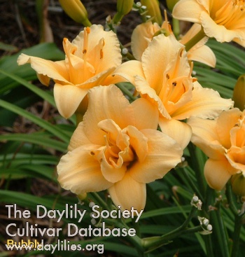 Daylily Bubbly