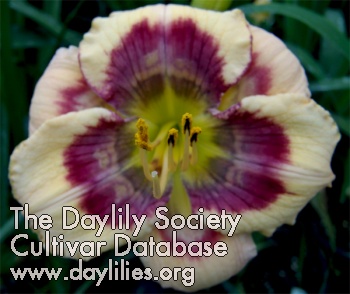 Daylily Butterfly Ripples