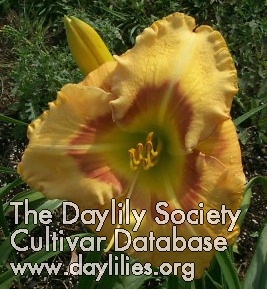 Daylily Butterscotch Butterfly