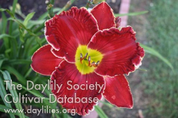 Daylily Beyond Red