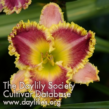 Daylily Bedazzled