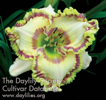 Daylily Cabo San Lucas