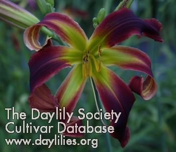 Daylily Captain America