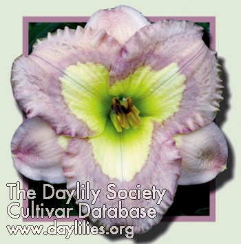 Daylily Casper's Shadow