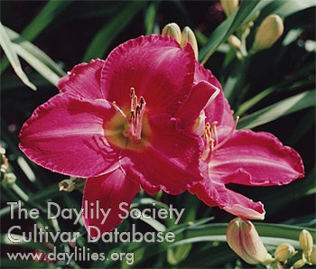 Daylily Charles Johnston