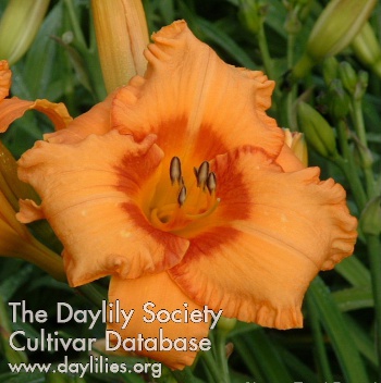 Daylily Cherry Eyed Pumpkin