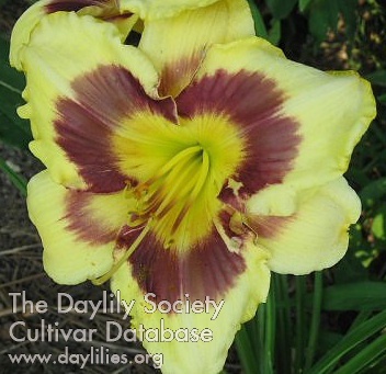Daylily Claws of Moonlight