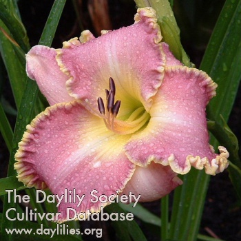 Daylily Clothed in Glory