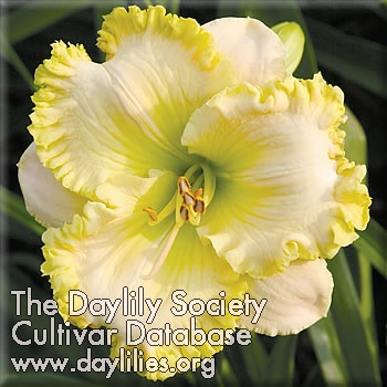 Daylily Cloud Ballet