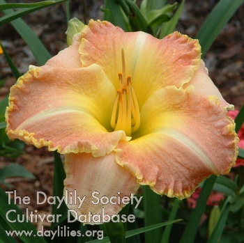 Daylily Comanche Magic