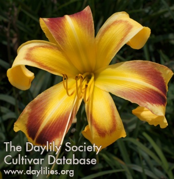 Daylily Cosmo Queen