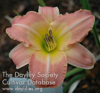 Daylily Critics Choice