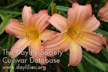 Daylily Caramba