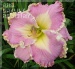 Daylily Calming Effect