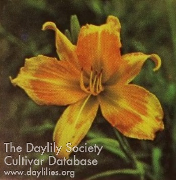 Daylily D.R. McKeithan