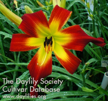 Daylily Discover Heavenly Gardens
