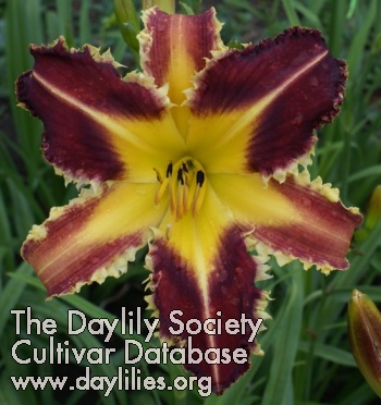 Daylily Dangerous Expectations